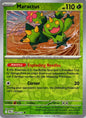 Maractus (JTG 008)